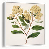 Classical Realism Botanical Art Print - Kumarahou Flower Study