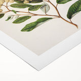 Classical Realism Botanical Art Print - Kumarahou Flower Study