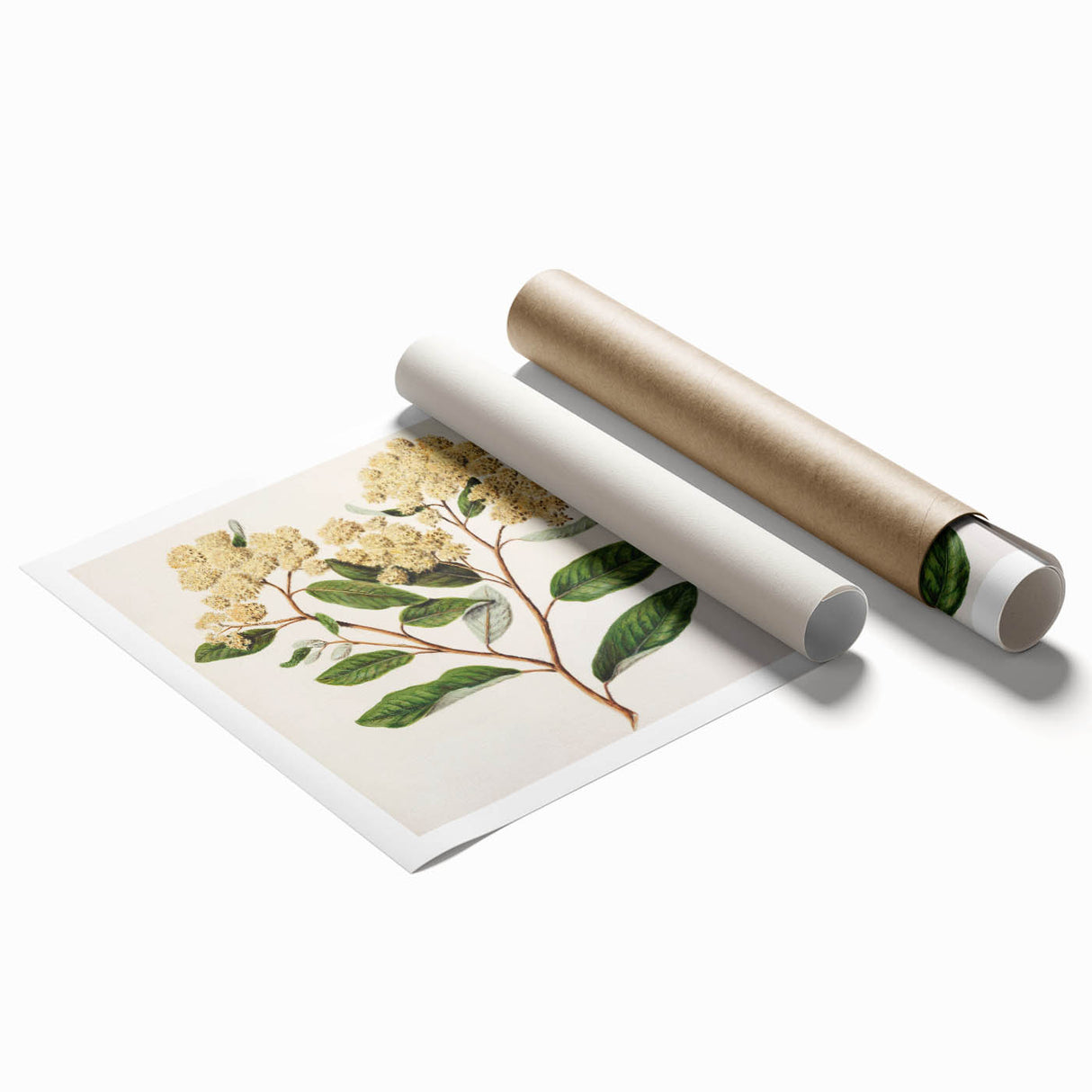 Classical Realism Botanical Art Print - Kumarahou Flower Study