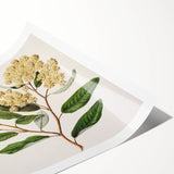 Classical Realism Botanical Art Print - Kumarahou Flower Study