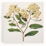 Classical Realism Botanical Art Print - Kumarahou Flower Study