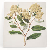 Classical Realism Botanical Art Print - Kumarahou Flower Study