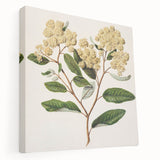 Classical Realism Botanical Art Print - Kumarahou Flower Study