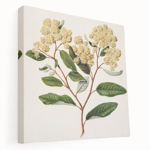 Classical Realism Botanical Art Print - Kumarahou Flower Study