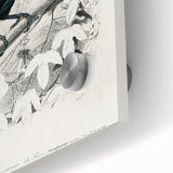 Romanticism Art: Illustrated Toucan by Charles Dessalines D'Orbigny