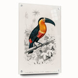 Romanticism Art: Illustrated Toucan by Charles Dessalines D'Orbigny