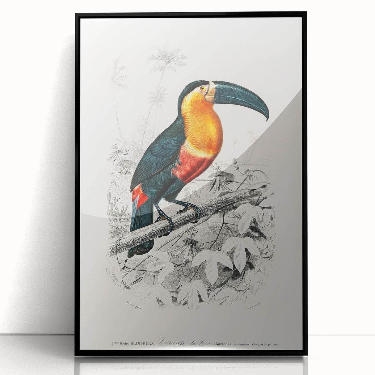 Romanticism Art: Illustrated Toucan by Charles Dessalines D'Orbigny