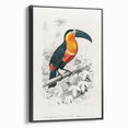 Romanticism Art: Illustrated Toucan by Charles Dessalines D'Orbigny