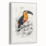 Romanticism Art: Illustrated Toucan by Charles Dessalines D'Orbigny