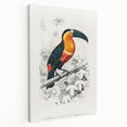 Romanticism Art: Illustrated Toucan by Charles Dessalines D'Orbigny