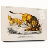 Romanticism Art: Lion Illustration by Charles Dessalines D'Orbigny