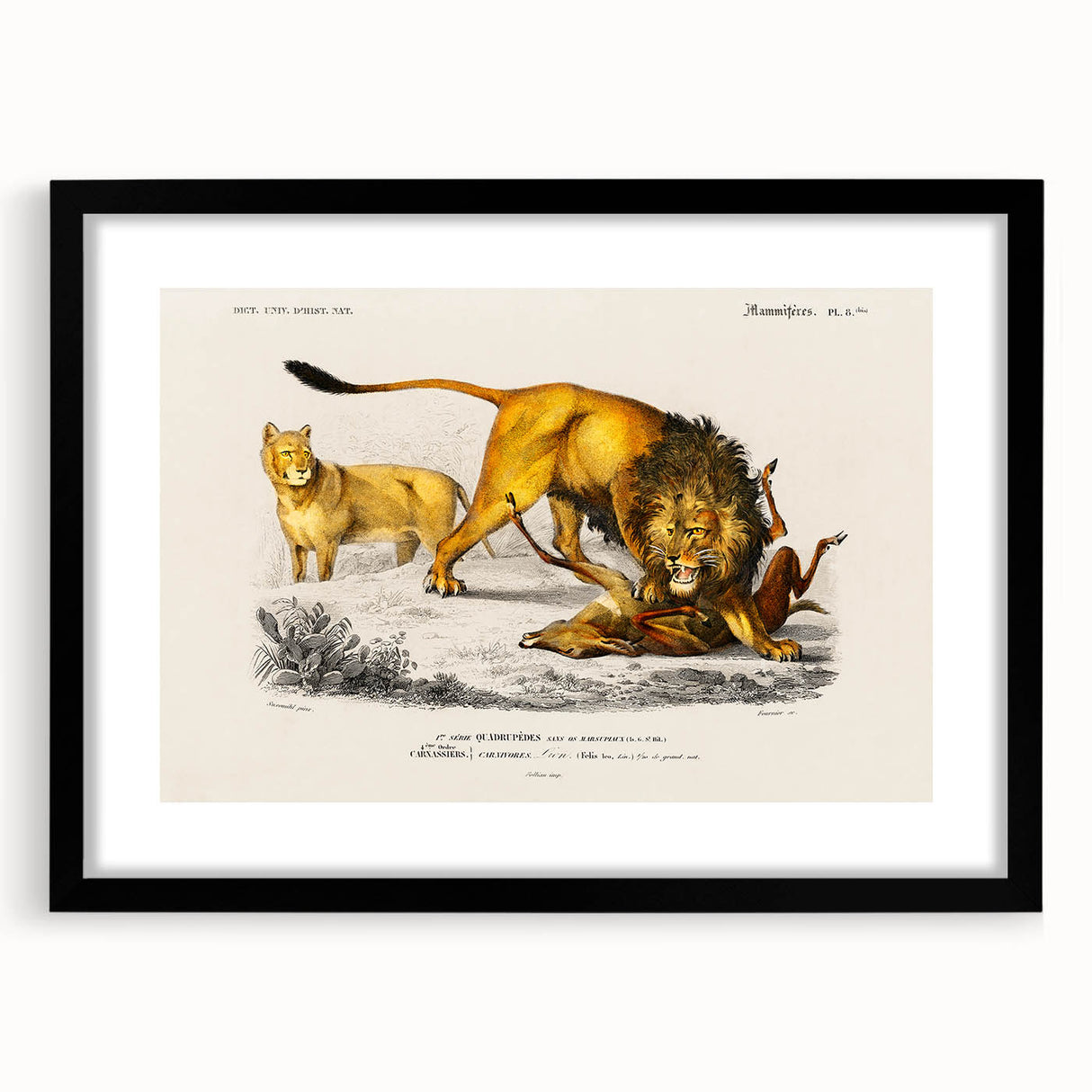 Romanticism Art: Lion Illustration by Charles Dessalines D'Orbigny
