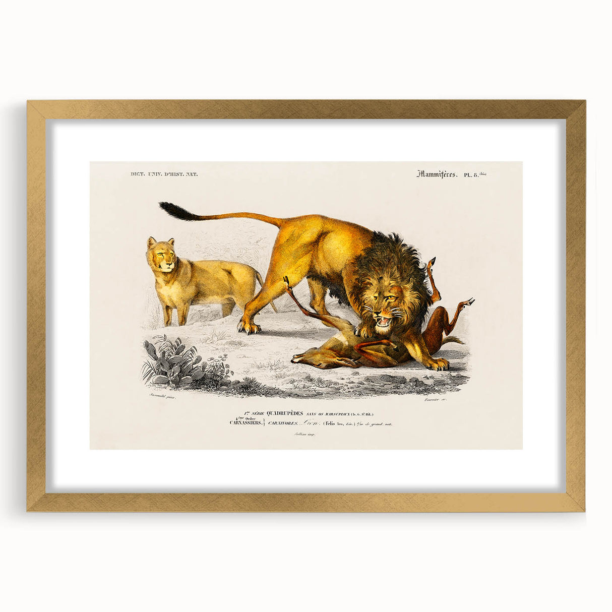 Romanticism Art: Lion Illustration by Charles Dessalines D'Orbigny