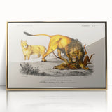 Romanticism Art: Lion Illustration by Charles Dessalines D'Orbigny