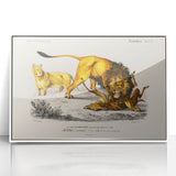 Romanticism Art: Lion Illustration by Charles Dessalines D'Orbigny