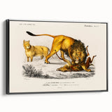 Romanticism Art: Lion Illustration by Charles Dessalines D'Orbigny