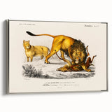 Romanticism Art: Lion Illustration by Charles Dessalines D'Orbigny