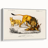 Romanticism Art: Lion Illustration by Charles Dessalines D'Orbigny