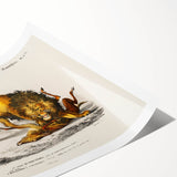 Romanticism Art: Lion Illustration by Charles Dessalines D'Orbigny