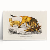 Romanticism Art: Lion Illustration by Charles Dessalines D'Orbigny