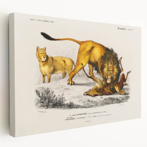 Romanticism Art: Lion Illustration by Charles Dessalines D'Orbigny