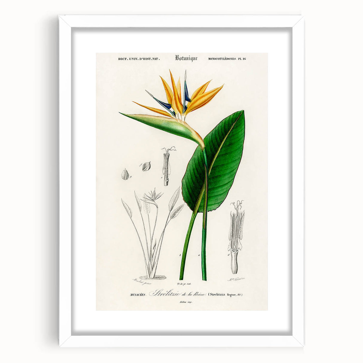 Romanticism Art: Bird of Paradise by Charles Dessalines D'Orbigny