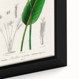 Romanticism Art: Bird of Paradise by Charles Dessalines D'Orbigny