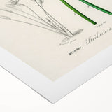 Romanticism Art: Bird of Paradise by Charles Dessalines D'Orbigny