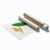 Romanticism Art: Bird of Paradise by Charles Dessalines D'Orbigny