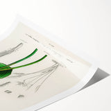 Romanticism Art: Bird of Paradise by Charles Dessalines D'Orbigny