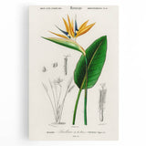 Romanticism Art: Bird of Paradise by Charles Dessalines D'Orbigny