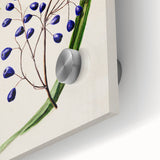Botanical Realism Art Print - Ink Plant (Dianella Intermedia