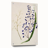 Botanical Realism Art Print - Ink Plant (Dianella Intermedia