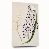 Botanical Realism Art Print - Ink Plant (Dianella Intermedia
