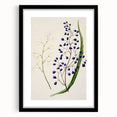 Botanical Realism Art Print - Ink Plant (Dianella Intermedia