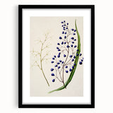 Botanical Realism Art Print - Ink Plant (Dianella Intermedia