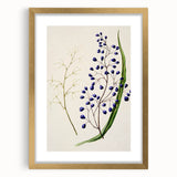 Botanical Realism Art Print - Ink Plant (Dianella Intermedia