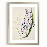 Botanical Realism Art Print - Ink Plant (Dianella Intermedia