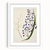 Botanical Realism Art Print - Ink Plant (Dianella Intermedia