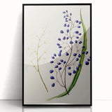 Botanical Realism Art Print - Ink Plant (Dianella Intermedia