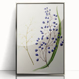 Botanical Realism Art Print - Ink Plant (Dianella Intermedia