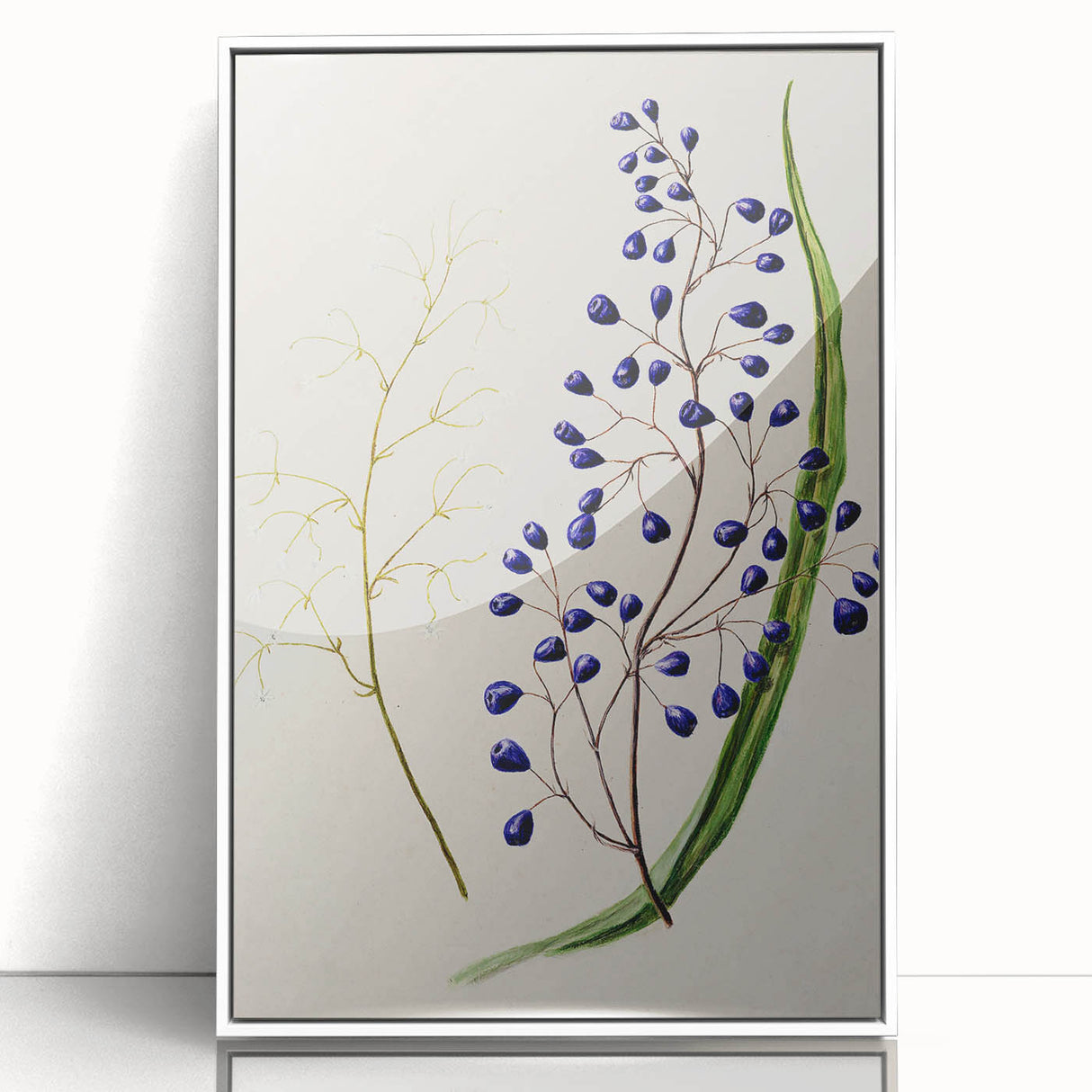 Botanical Realism Art Print - Ink Plant (Dianella Intermedia