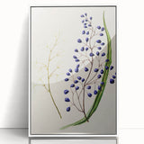 Botanical Realism Art Print - Ink Plant (Dianella Intermedia