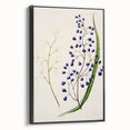 Botanical Realism Art Print - Ink Plant (Dianella Intermedia