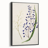 Botanical Realism Art Print - Ink Plant (Dianella Intermedia