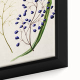 Botanical Realism Art Print - Ink Plant (Dianella Intermedia