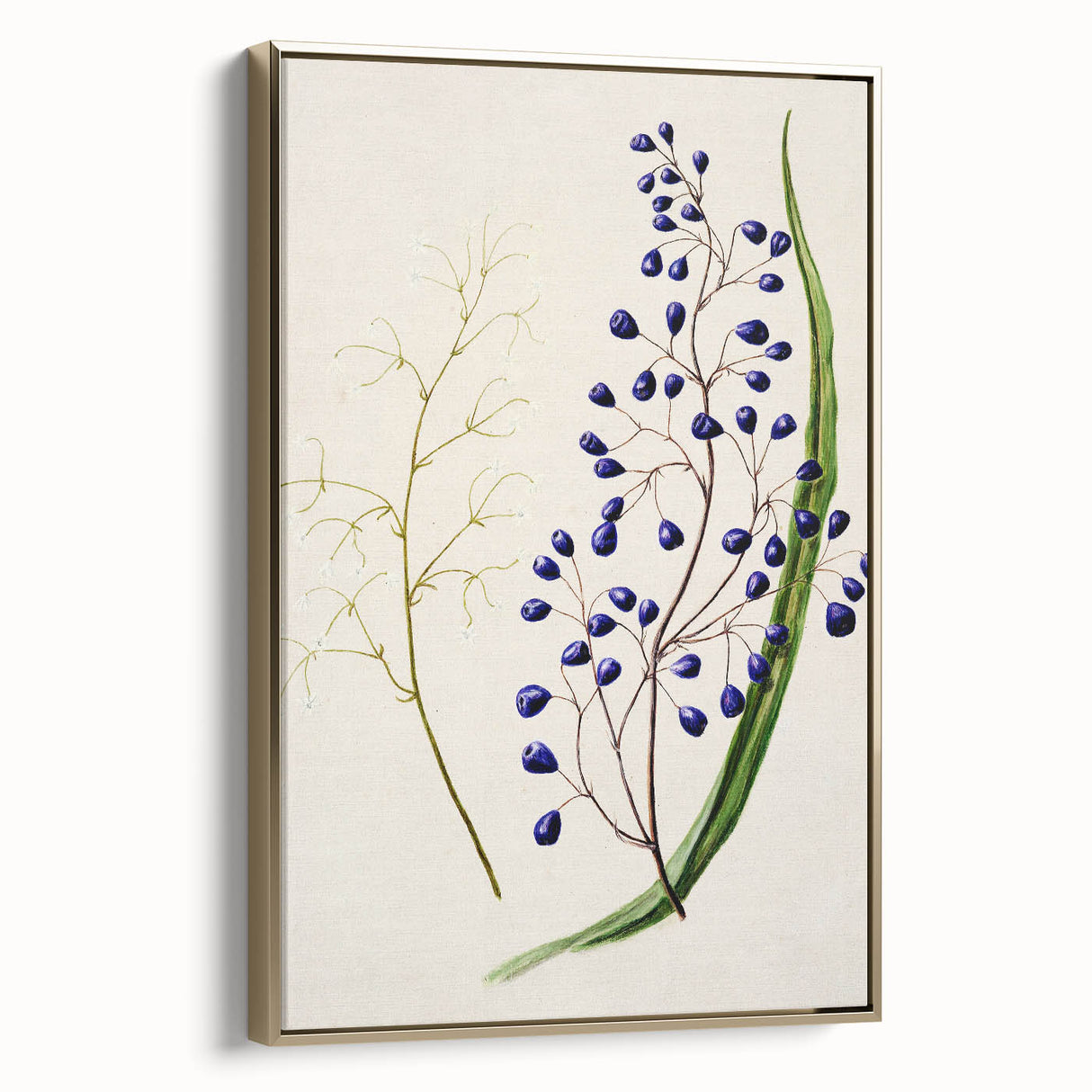 Botanical Realism Art Print - Ink Plant (Dianella Intermedia