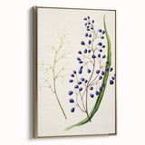 Botanical Realism Art Print - Ink Plant (Dianella Intermedia
