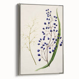 Botanical Realism Art Print - Ink Plant (Dianella Intermedia