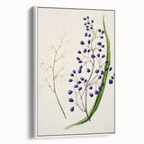 Botanical Realism Art Print - Ink Plant (Dianella Intermedia